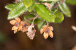 Hairy laurel <BR>Hairy wicky